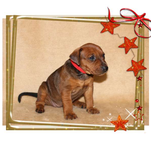 Щенки Немецкого Пинчера