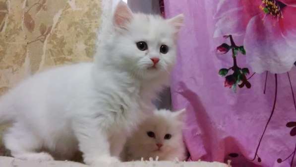 Продам белоснежных пушистых красавиц в Санкт-Петербурге фото 10