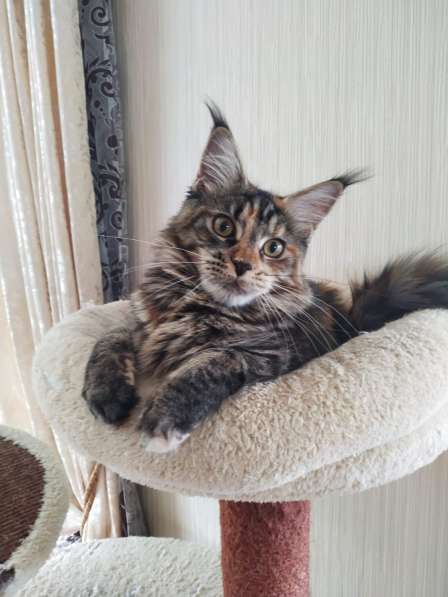 Котята мейн-кун в фото 8