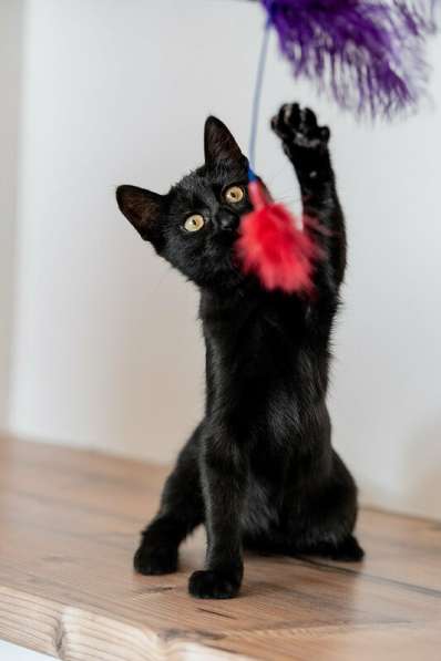 Милые чёрные котята в добрые руки в Москве фото 10