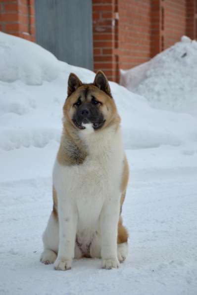 Акита в Ростове-на-Дону фото 14