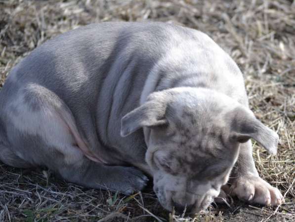 Американ Булли голубой мерле Мальчик хулиган в фото 16