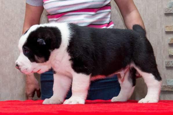 Девочка алабай от Грандчемпионов в Новосибирске фото 7