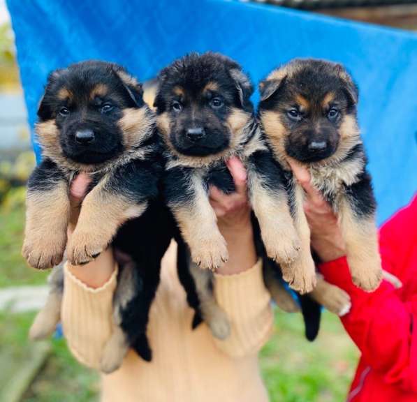 Щенки немецкой овчарки от титулованных родителей в 