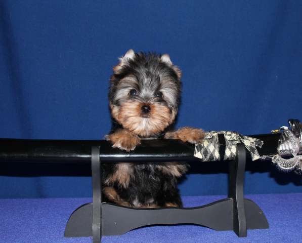 Маленький мальчик Йоркширского терьера в Москве