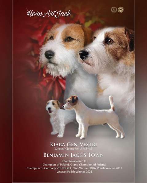 Щенки Джек Расселл Терьера FCI в