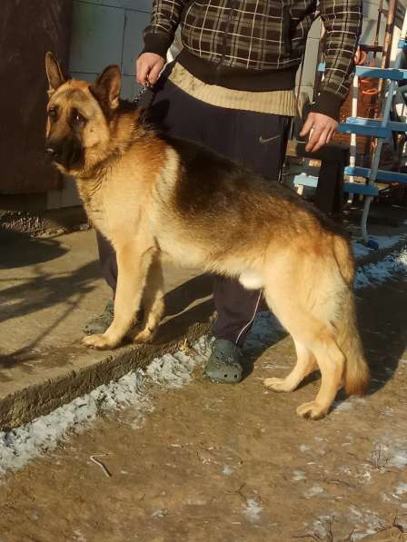 Лабрадор шоу кобель в фото 4