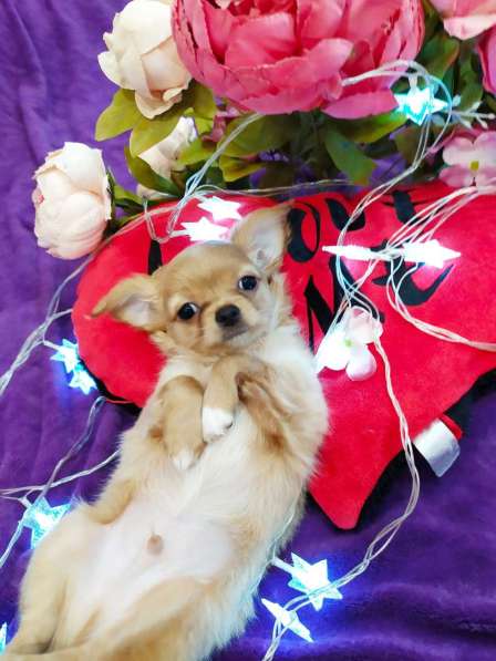 Чихуахуа щенки в Волгограде фото 8