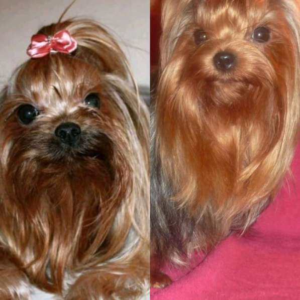 Щенки Йоркширского терьера в Санкт-Петербурге фото 6