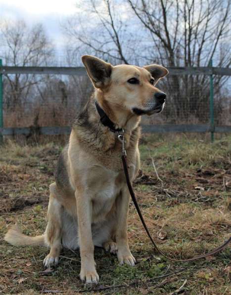Собака, которая познала Дзен ищет дом в Москве