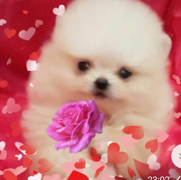 Померанский шпиц -две миниатюрные девочки в Солнечногорске фото 23