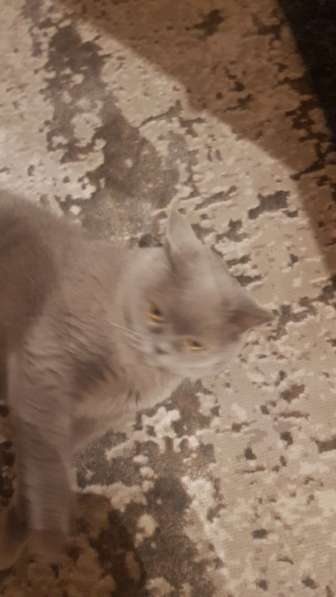 Кошка, британская лиловая гладкошерстная. 10 лет в Красногорске фото 5