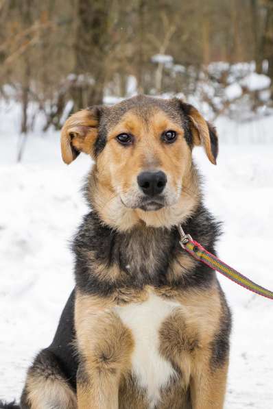 Собака в хорошие руки в Санкт-Петербурге фото 6