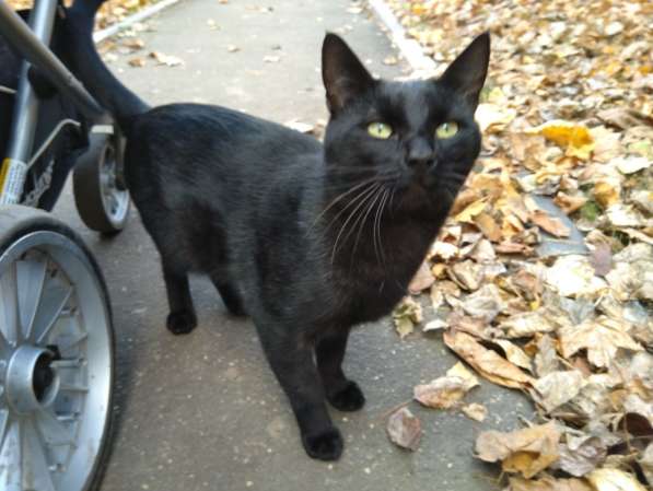 Черный кот на желтых листьях. Возьмите домашнего котика домо