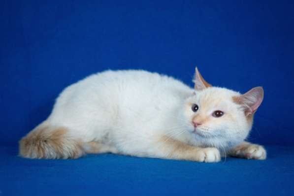 Красивый и добрый голубоглазый кот Рич в Москве фото 3