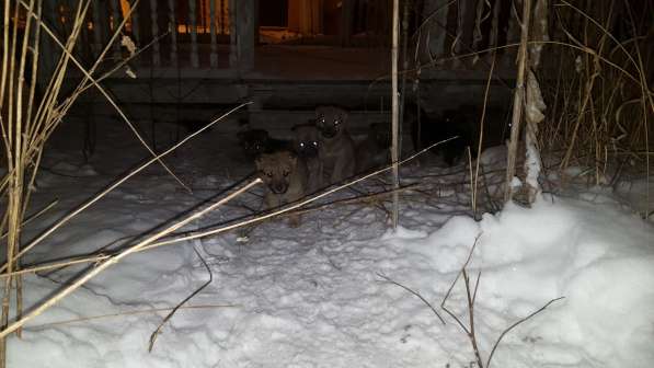 Пристраиваются щенки. спасаем в Екатеринбурге фото 3