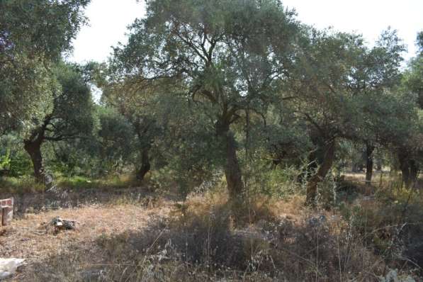 Земельный участок с оливковых дерева в районе Скала Сотирос в фото 3