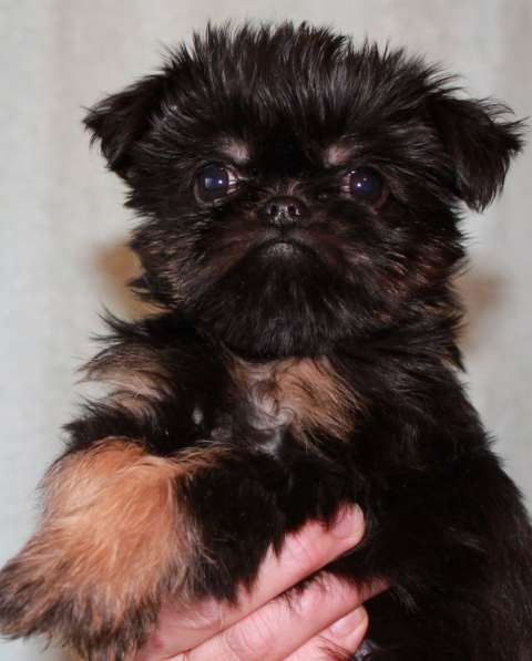 Великолепные щенки гриффона и пти-брабансона. Вязки в Москве фото 24