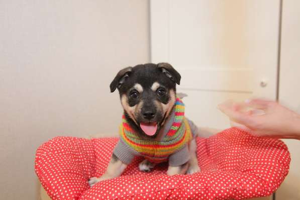 Щенок коротколапик Умка ищет семью! в Москве фото 4