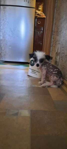 Продам очаровательных щенков Китайской хохлатой в Дубне фото 6