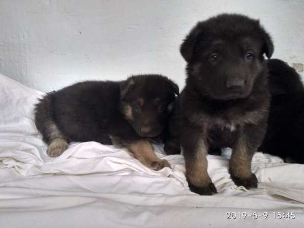 Продам щенков в Симферополе фото 5