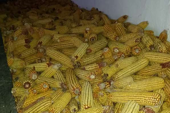 Кукуруза в початках 1 тонна - 80 000 тенге