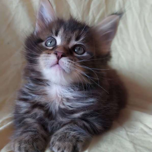 Продажа котят мейн-кун в Омске фото 21