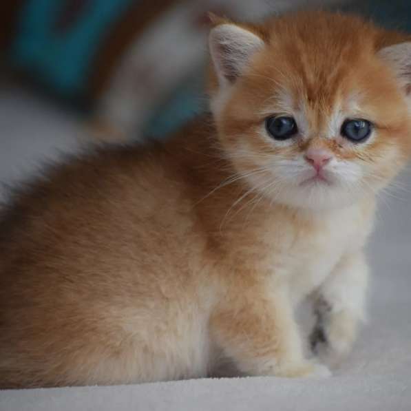 Продается золотистый котенок британской шиншиллы в фото 5