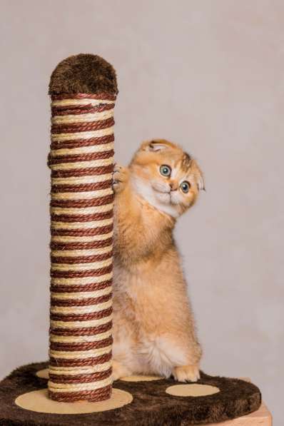 Питомник шотландских кошек в Ростове-на-Дону фото 3