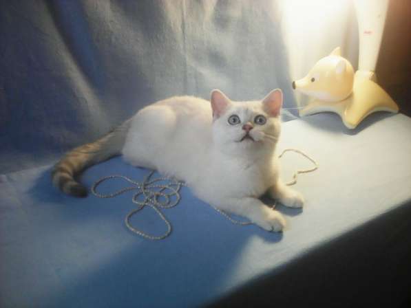 Продается голубоглазый британский котик окраса BRI ns 11 33