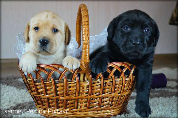 Щенки лабрадора ретривера от чемпионов! в фото 12
