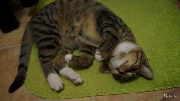 Котёнок Леон в Москве фото 6