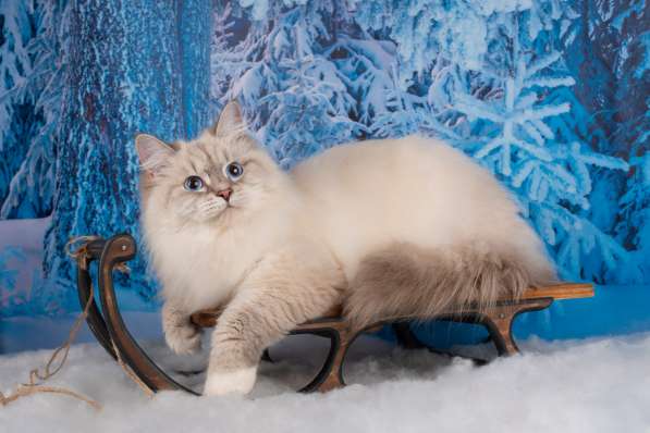 Невские маскарадные котята в Санкт-Петербурге фото 18