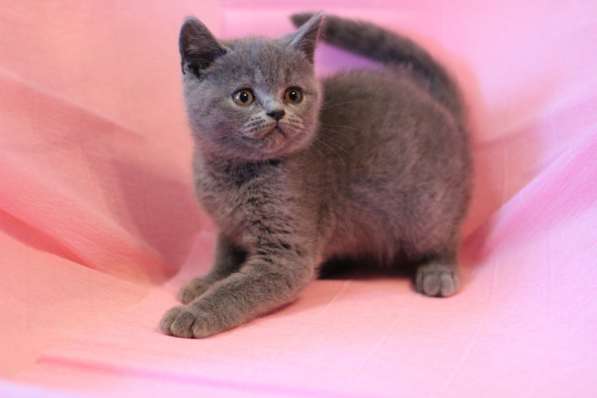 Плюшевые девочка и мальчик в Новокузнецке фото 4