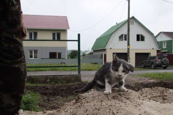 Котята в добрые руки в Томске фото 14