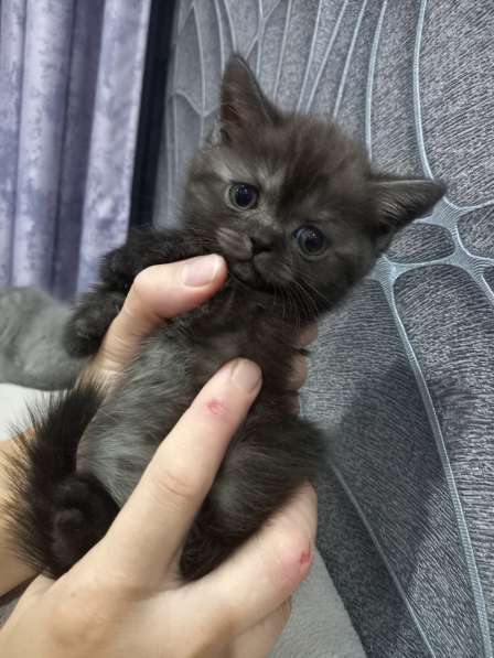 Котята в Челябинске фото 14
