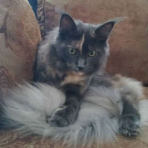 Котята мейн-кун в фото 7