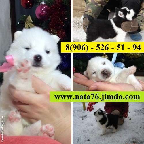 Щеночки хаски