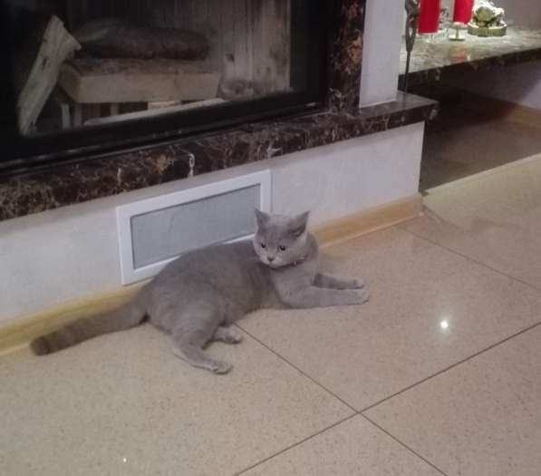 Британские короткошерстные котята(резервация) в фото 12