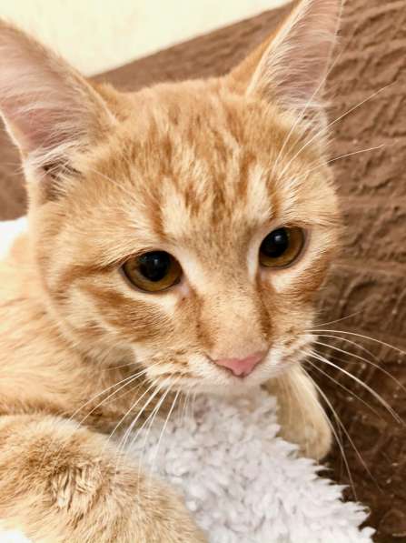 Рыжий косоглазый котик Печенькин ищет дом в Москве фото 5