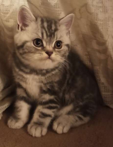 Британский котенок в фото 6