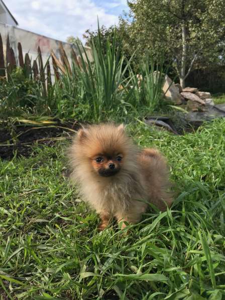 Щенки померанского шпица от Ирлайн-дог в фото 12