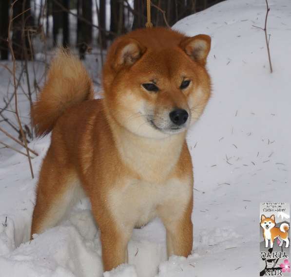 Щенки сиба-ину (шиба) в Краснодаре фото 11
