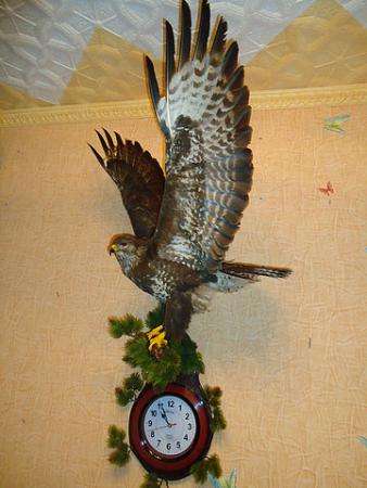 Изготовление чучел животных на заказ (таксидермия) в Москве