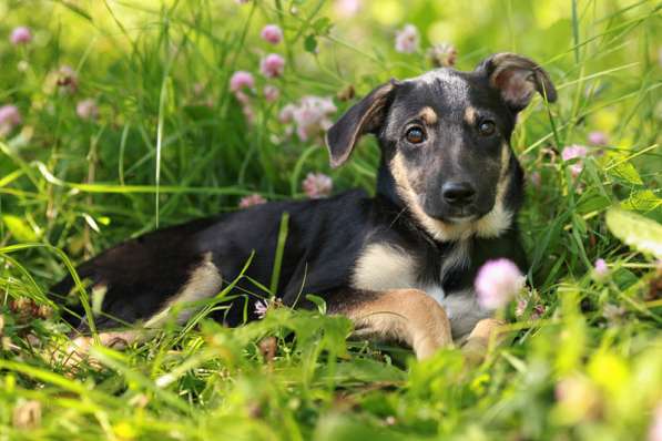 Щенки — маленькие метисы лабрадора в Москве