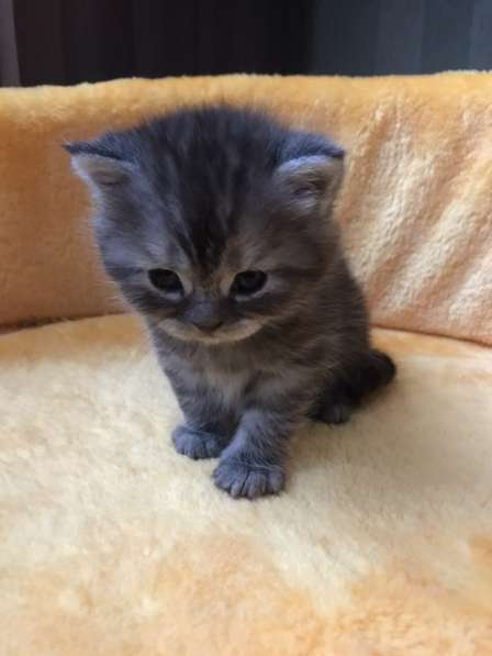 Продаю кота в Саратове фото 10