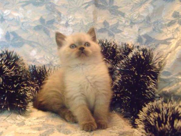 Британские котята в Москве фото 6