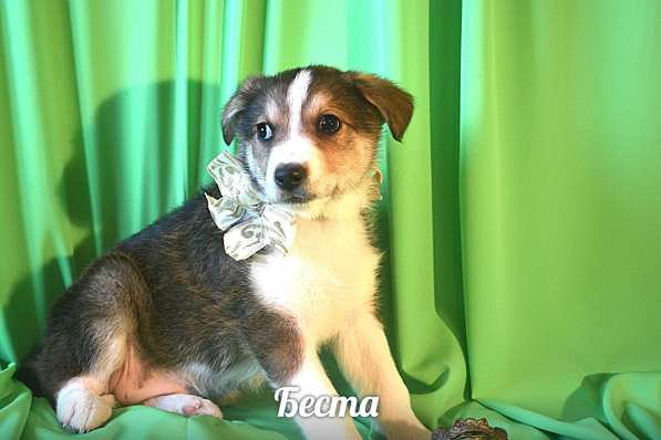 Щенки-девочки Беста, Бетти, Бесси Возраст 2 мес в Санкт-Петербурге фото 6