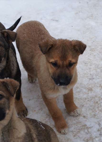 Я щенок и ищу дом! в Воскресенске фото 11