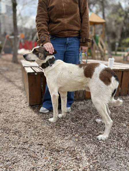 Невероятная собака Азик в самые добрые руки в Москве фото 3
